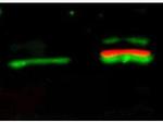 Phospho-AKT (Ser473) Antibody in Western Blot (WB)