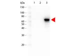 AKT3 Antibody in Western Blot (WB)