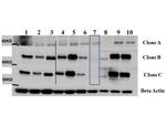 AKT3 Antibody in Western Blot (WB)