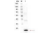 Procalcitonin Antibody in Western Blot (WB)