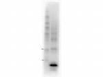 Procalcitonin Antibody in Western Blot (WB)