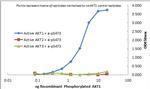 AKT1 Antibody in ELISA (ELISA)