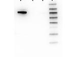 AKT1 Antibody in Western Blot (WB)