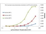 AKT3 Antibody in ELISA (ELISA)