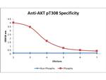 Phospho-AKT (Thr308) Antibody in ELISA (ELISA)