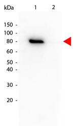 Phospho-AKT (Thr308) Antibody in Western Blot (WB)
