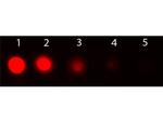 AKT1 Antibody in Dot Blot (DB)