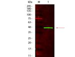 Peroxidase Antibody in Western Blot (WB)