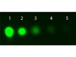 AKT1 Antibody in Dot Blot (DB)