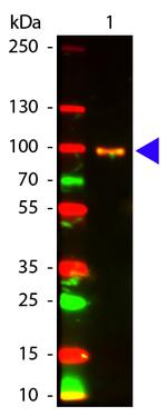 Phospho-AKT (Ser473) Antibody in Western Blot (WB)