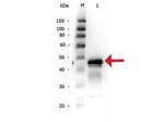 Ovalbumin Antibody in Western Blot (WB)