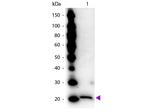 Ferritin Antibody in Western Blot (WB)