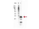 Trypsin Antibody in Western Blot (WB)