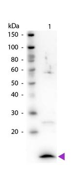 beta-2-Microglobulin Antibody in Western Blot (WB)