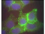 Jagged 1 Antibody in Immunocytochemistry (ICC/IF)