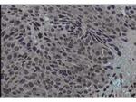 Jagged 1 Antibody in Immunohistochemistry (Paraffin) (IHC (P))