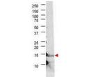 IL-21 Antibody in Western Blot (WB)