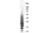 IL13 Antibody in Western Blot (WB)