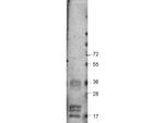 VEGF-A Antibody in Western Blot (WB)