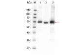 AKT Antibody in Western Blot (WB)