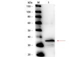 Carboxypeptidase B Antibody in Western Blot (WB)