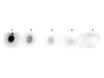 Trypsin Antibody in Dot Blot (DB)