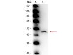 Adenosine Deaminase Antibody in Western Blot (WB)