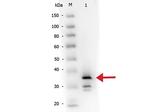 Carboxypeptidase B Antibody in Western Blot (WB)