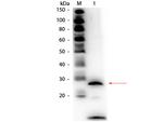 Trypsin Antibody in Western Blot (WB)