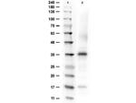 Arginase Antibody in Western Blot (WB)