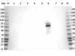 Myeloperoxidase Antibody in Western Blot (WB)