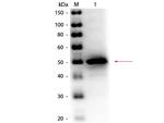 Alkaline Phosphatase Antibody in Western Blot (WB)