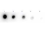 Acid Phosphatase Antibody in Dot Blot (DB)