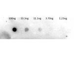 Trypsinogen Antibody in Dot Blot (DB)