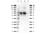 NAG-1 Antibody in Western Blot (WB)