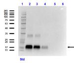 NAG-1 Antibody in Western Blot (WB)