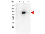 AKT2 Antibody in Western Blot (WB)