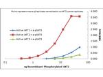 AKT2 Antibody in ELISA (ELISA)