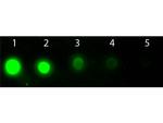 AKT2 Antibody in Dot Blot (DB)