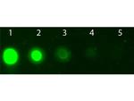 AKT2 Antibody in Dot Blot (DB)