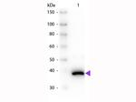 D-Amino Acid Oxidase Antibody in Western Blot (WB)