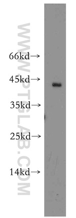 CD134/OX40 Antibody in Western Blot (WB)