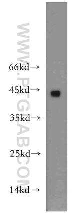 CD134/OX40 Antibody in Western Blot (WB)