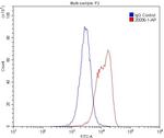 CD134/OX40 Antibody in Flow Cytometry (Flow)