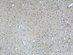 NCOR1 Antibody in Immunohistochemistry (Paraffin) (IHC (P))