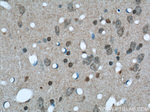 NCOR1 Antibody in Immunohistochemistry (Paraffin) (IHC (P))