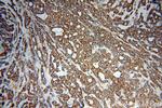 NCOR1 Antibody in Immunohistochemistry (Paraffin) (IHC (P))