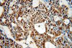 NCOR1 Antibody in Immunohistochemistry (Paraffin) (IHC (P))