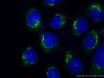 SEC16A Antibody in Immunocytochemistry (ICC/IF)
