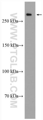 SEC16A Antibody in Western Blot (WB)